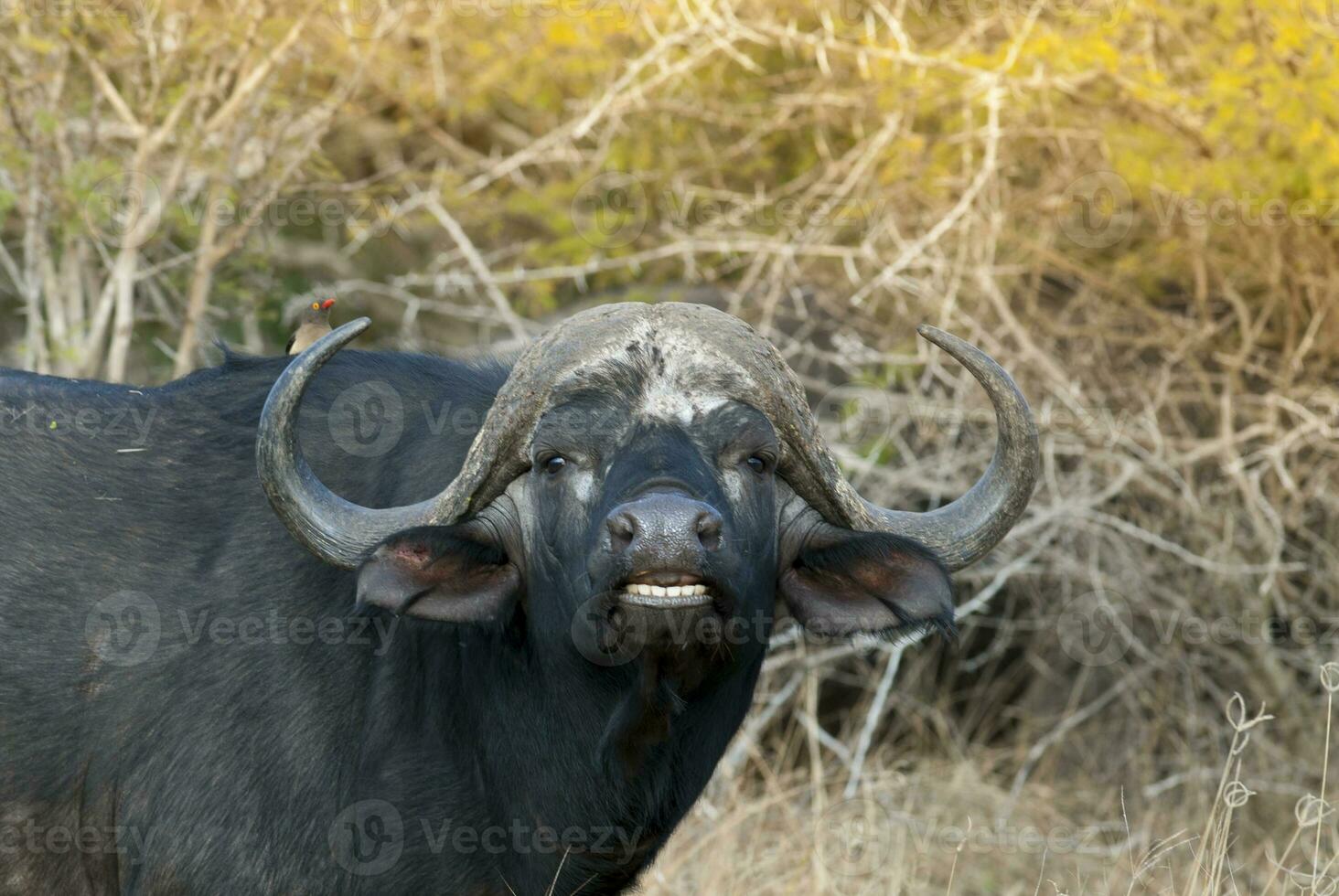 capo bufalo madre e vitello, kruger nazionale parco, Sud Africa. foto