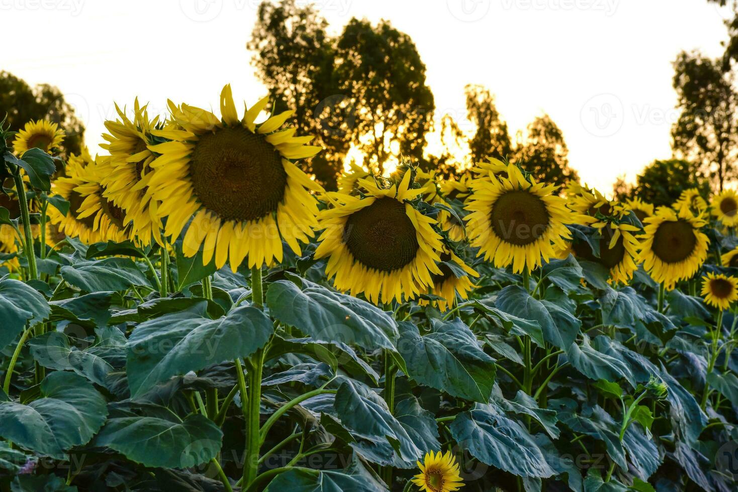 pampa girasole paesaggio , la pampa Provincia, patagonia argentina foto