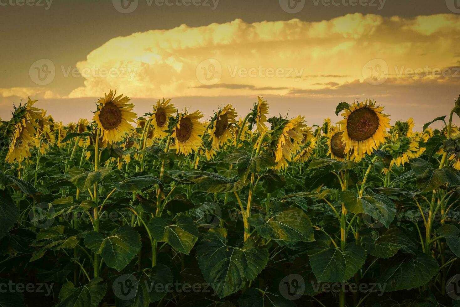 girasole , pampa , argentina foto