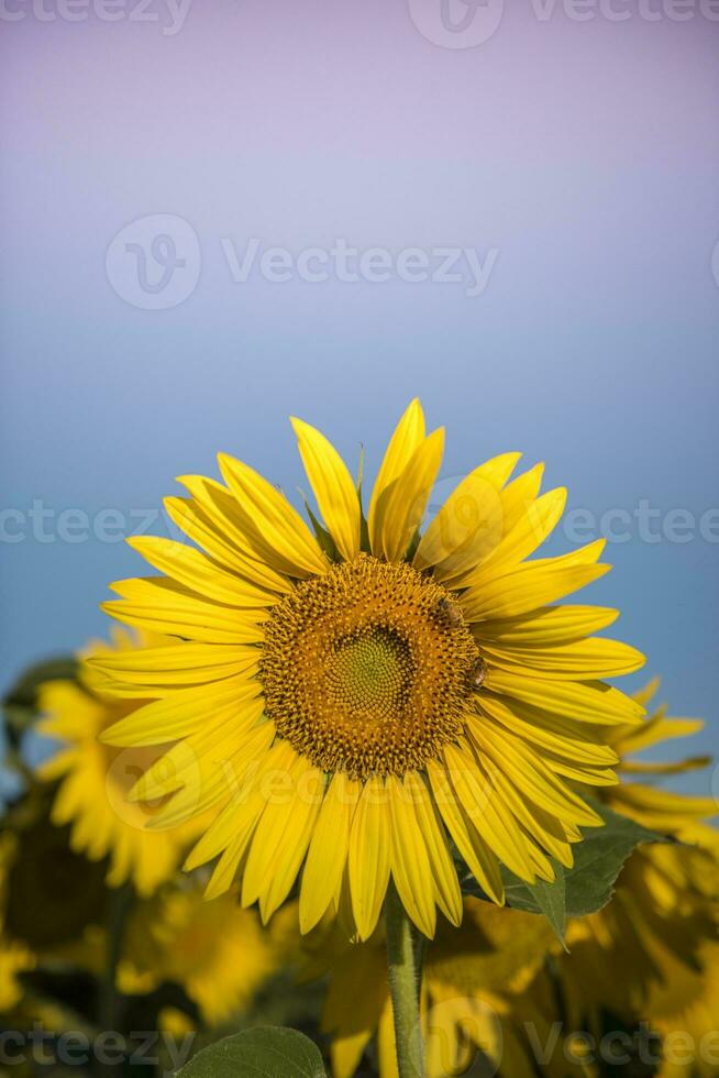 girasole , pampa , argentina foto