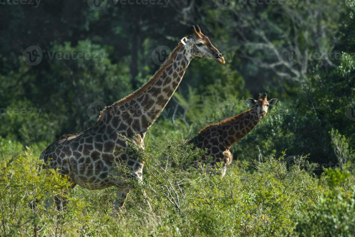 giraffa kruger nazionale parco Sud Africa. foto