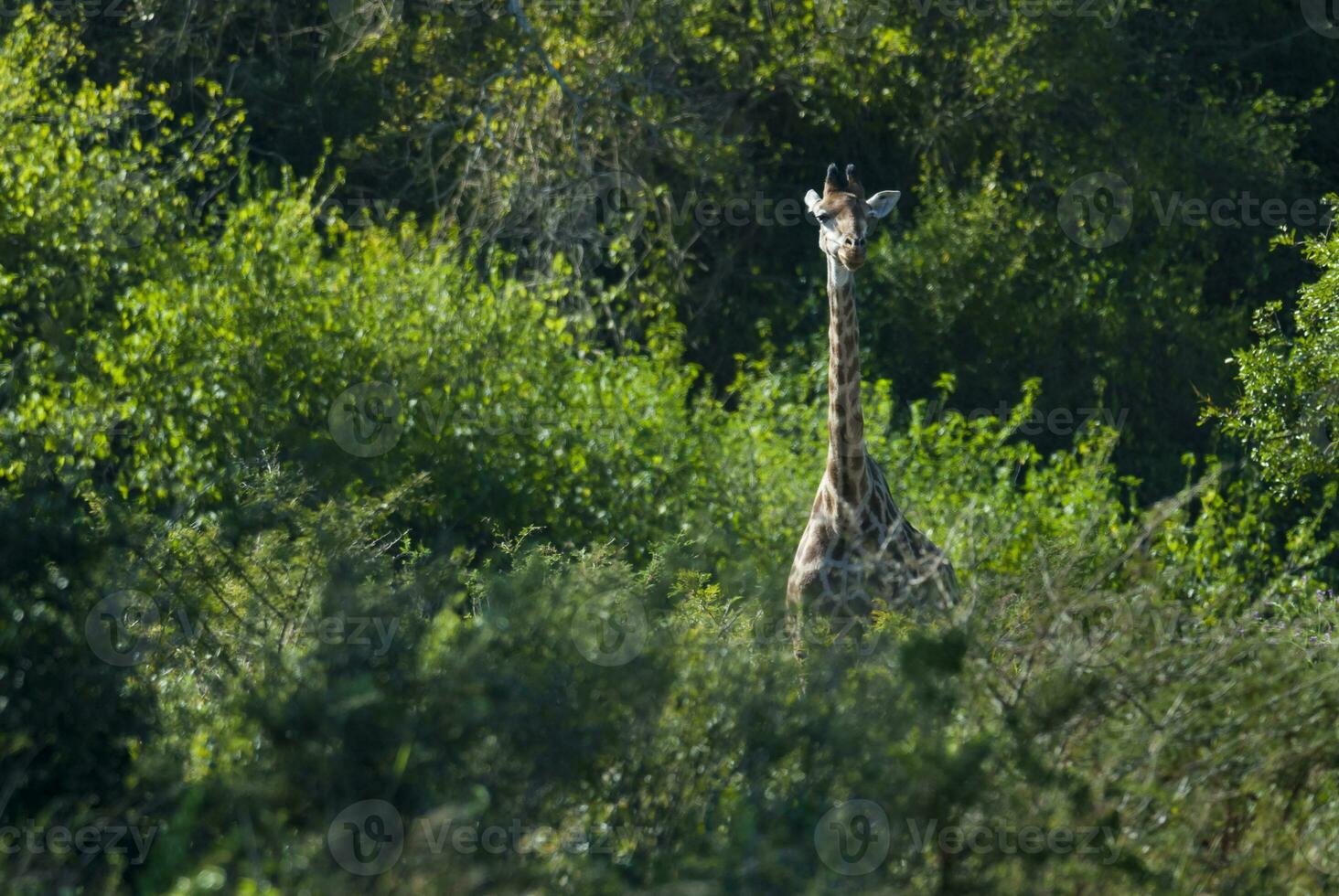 giraffa e zebre, kruger nazionale parco, Sud Africa. foto