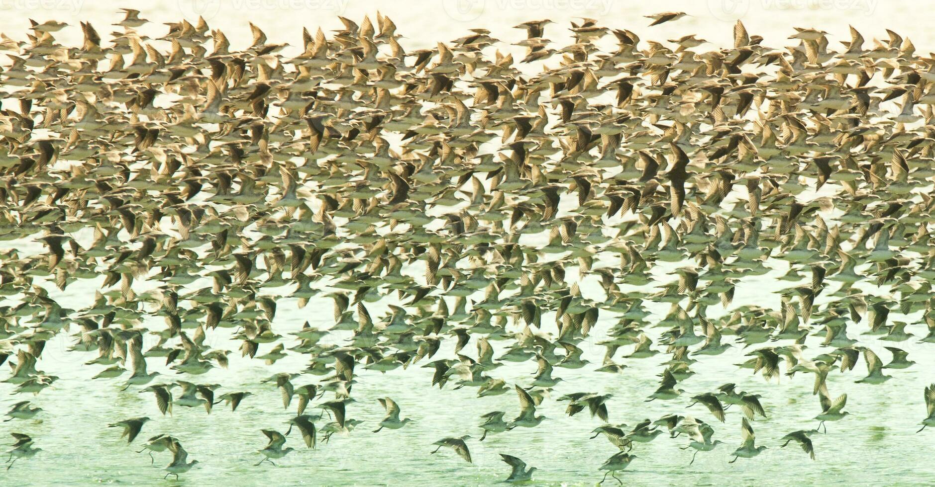 uccelli gregge volo sfondo , patagonia, argentina foto