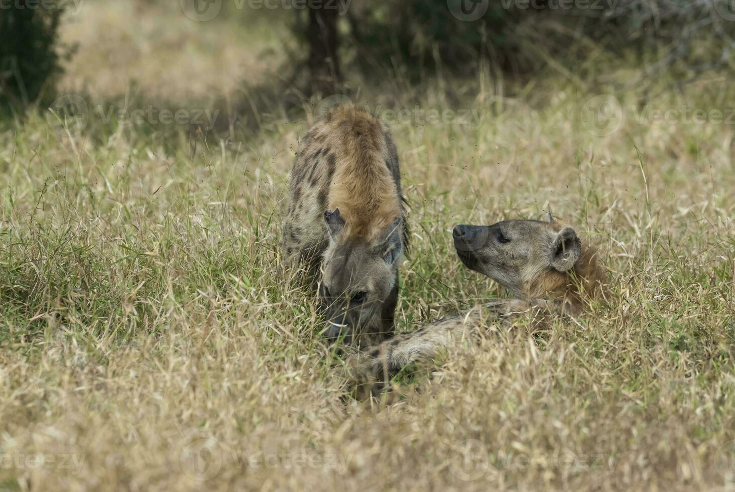 iena mangiare, kruger nazionale parco, Sud Africa. foto