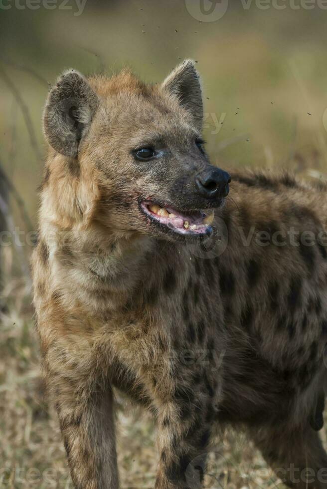 iena mangiare, kruger nazionale parco, Sud Africa. foto