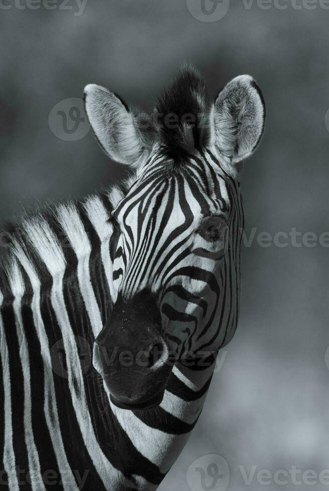Comune zebra bambino, kruger nazionale parco, Sud Africa. foto