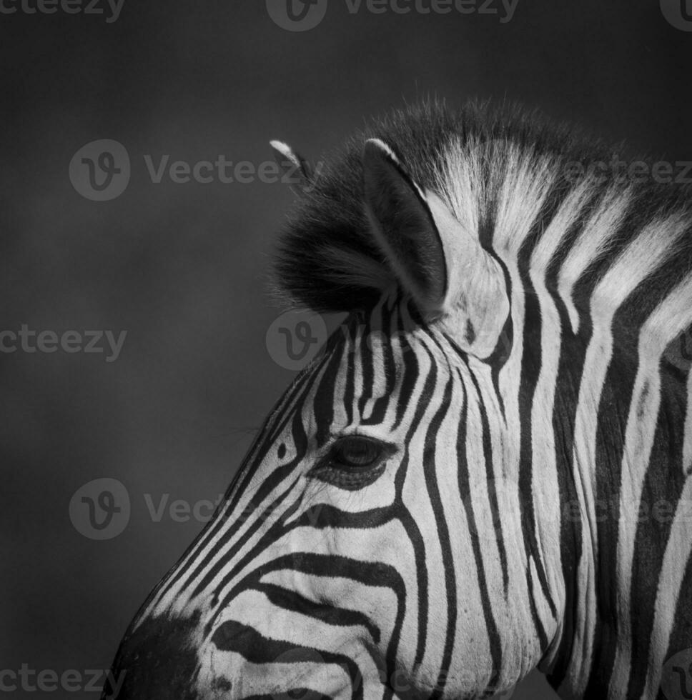 Comune zebra, Sud, Africa foto