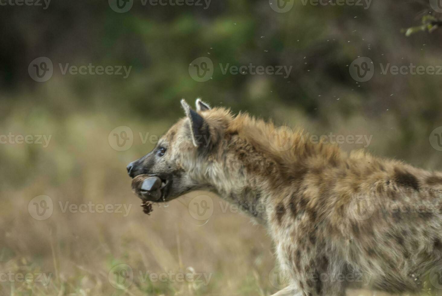 iena mangiare, kruger nazionale parco, Sud Africa. foto