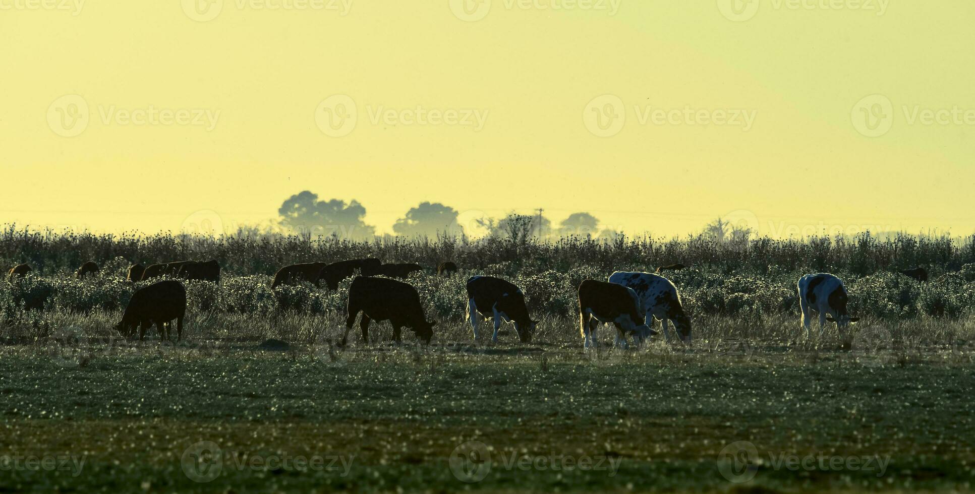 manzi pascolo su il pampa pianura, argentina foto