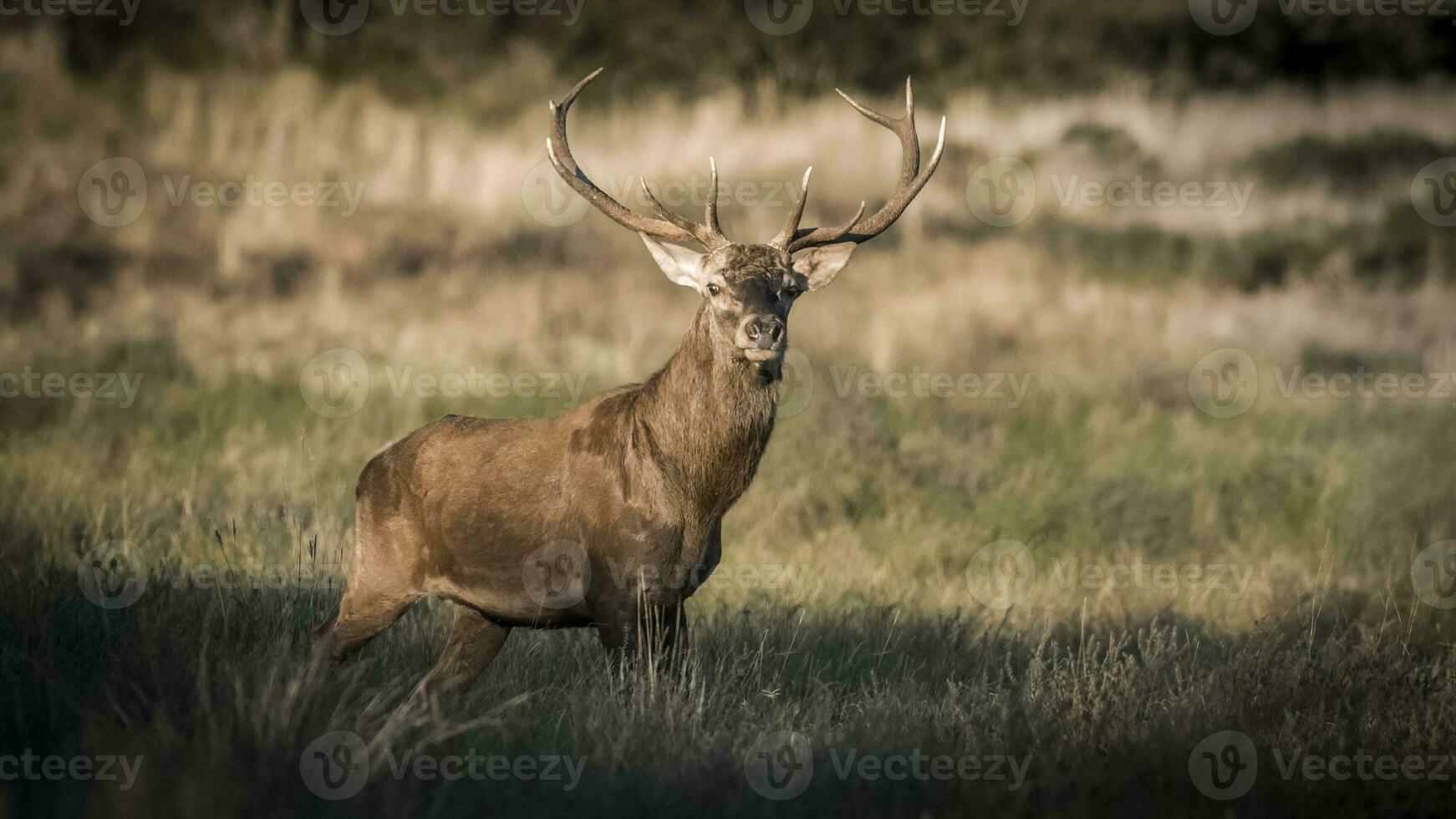 maschio rosso cervo nel la pampa, argentina, parque Luro, natura Riserva foto