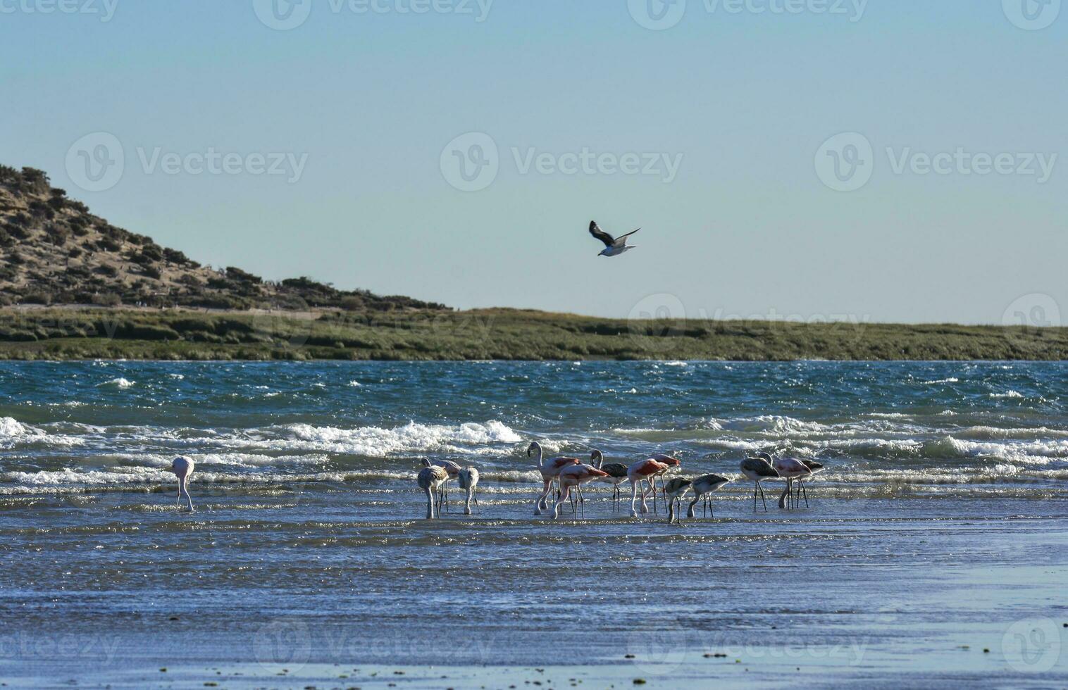 fenicotteri nel il di marea linea, penisola Valdes, patagonia, argentina foto