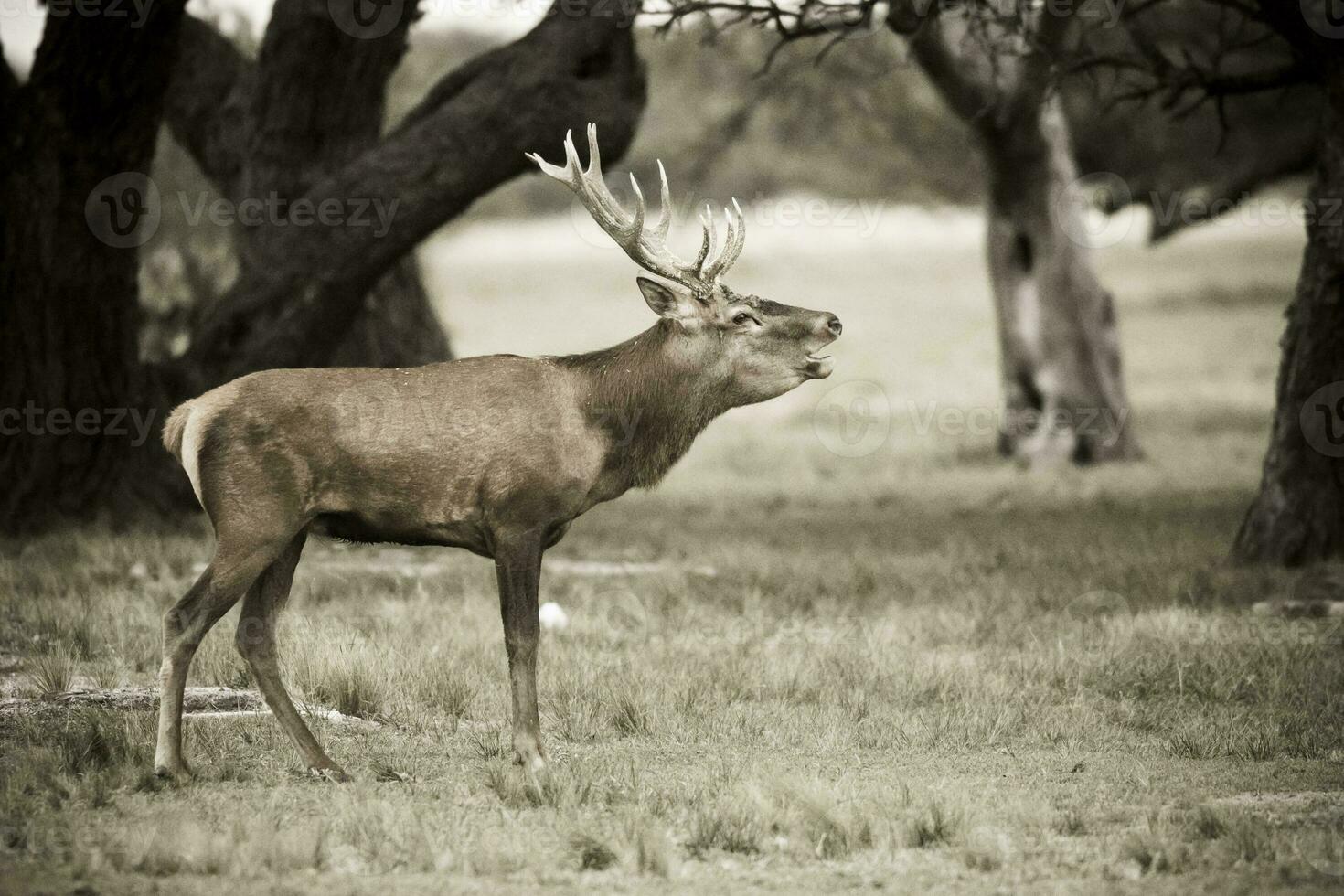 maschio rosso cervo nel la pampa, argentina, parque luro natura Riserva foto