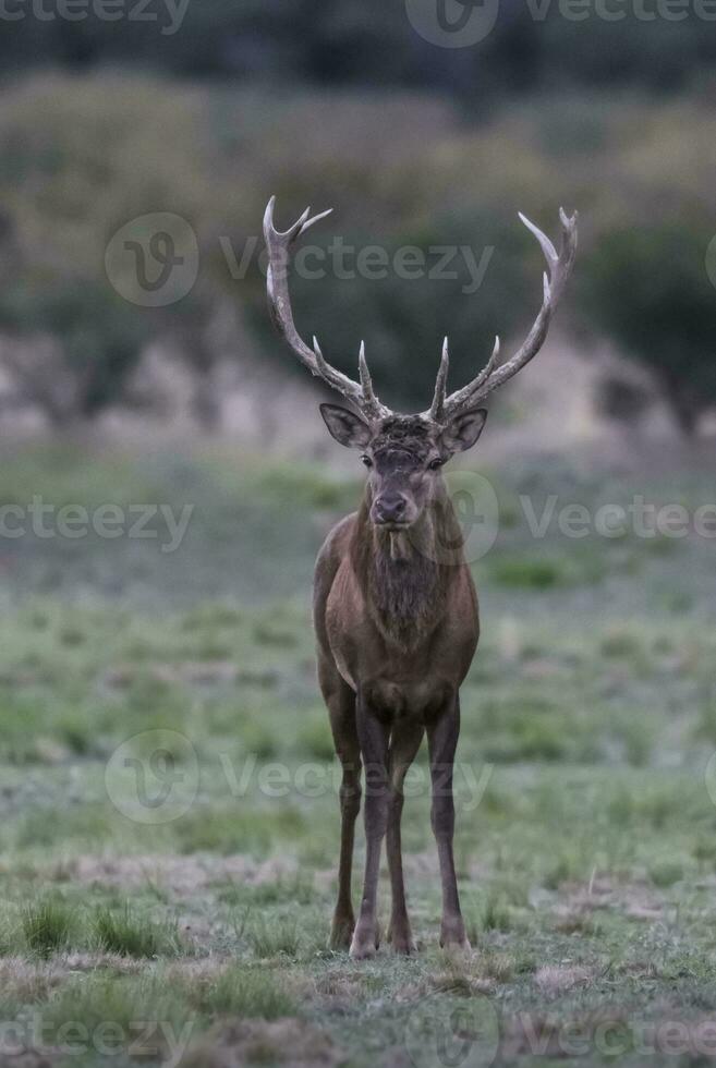 maschio rosso cervo nel la pampa, argentina, parque luro natura Riserva foto