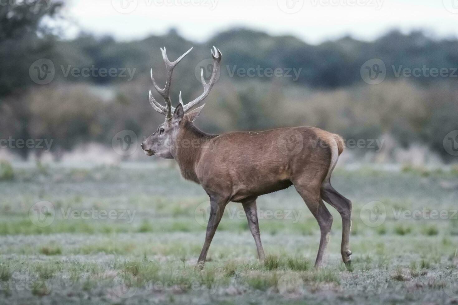 maschio rosso cervo nel la pampa, argentina, parque luro natura Riserva foto