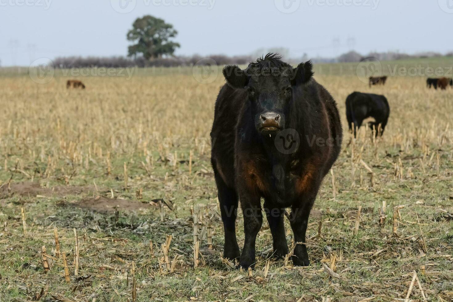 manzi pascolo su il pampa pianura, argentina foto