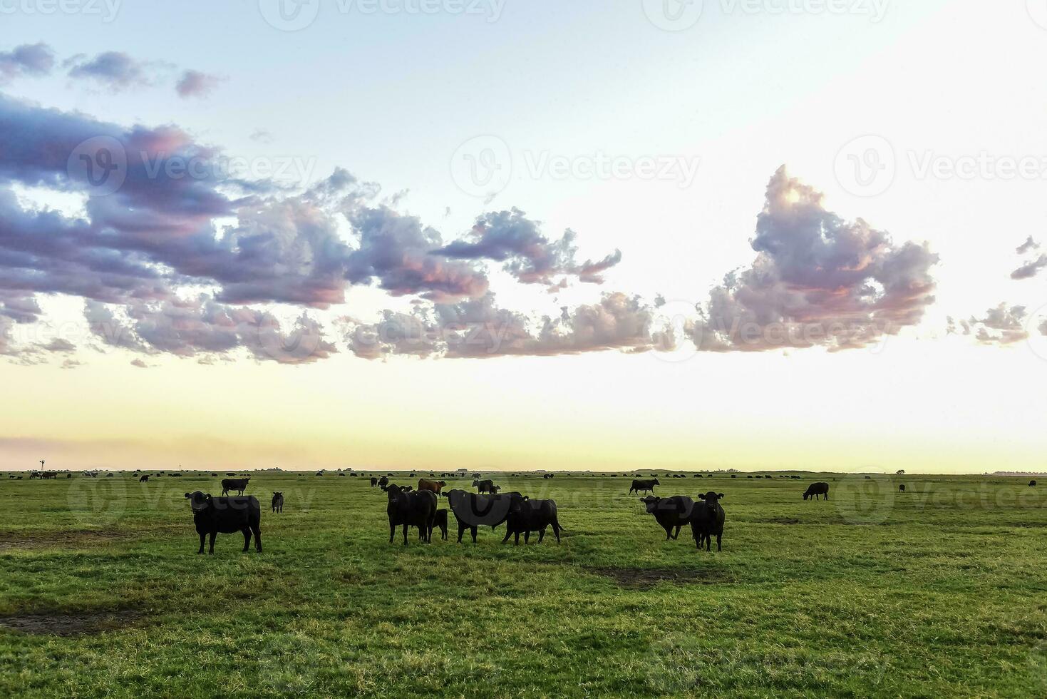 mucche pascolo nel il campo, nel il pampa pianura, argentina foto