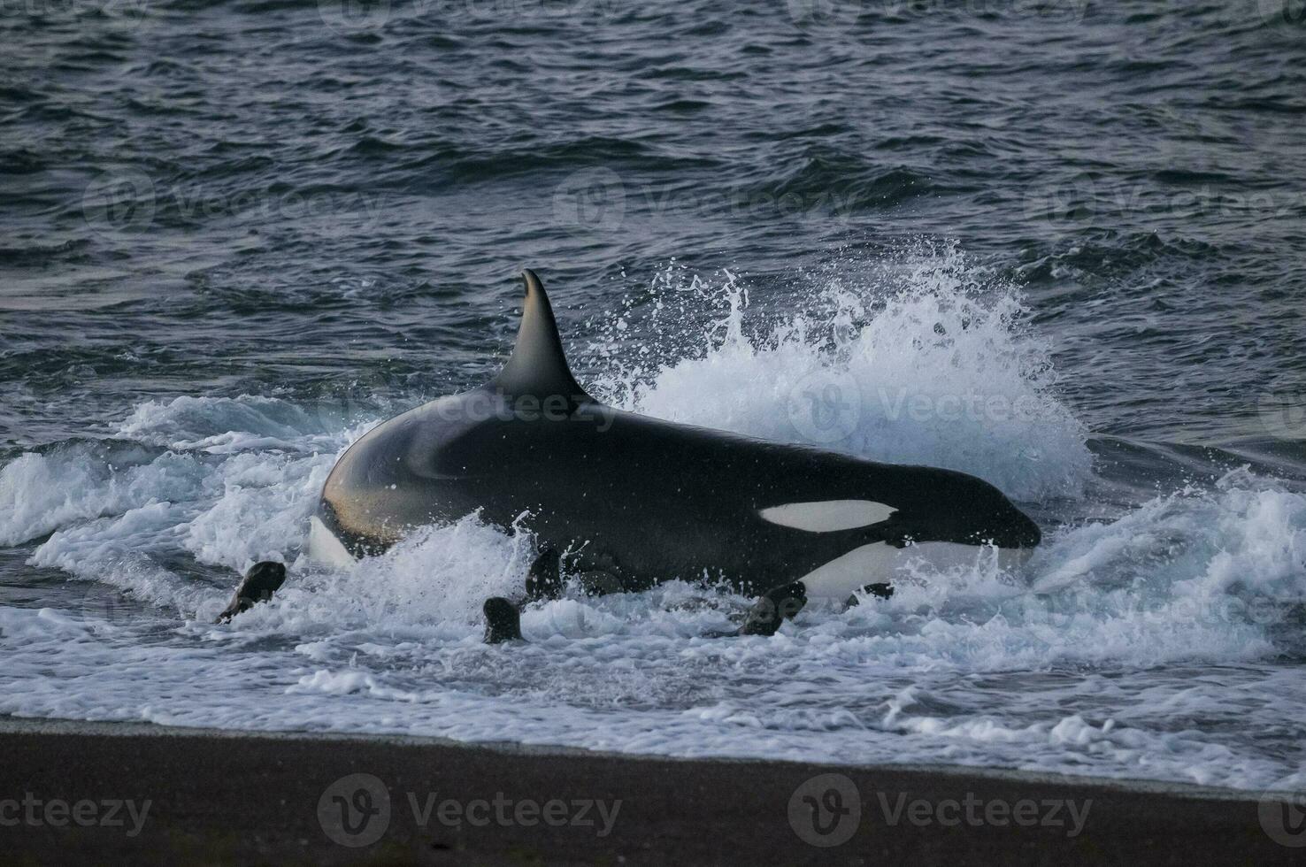 uccisore balena a caccia mare leoni su il paragone costa, patagonia, argentina foto