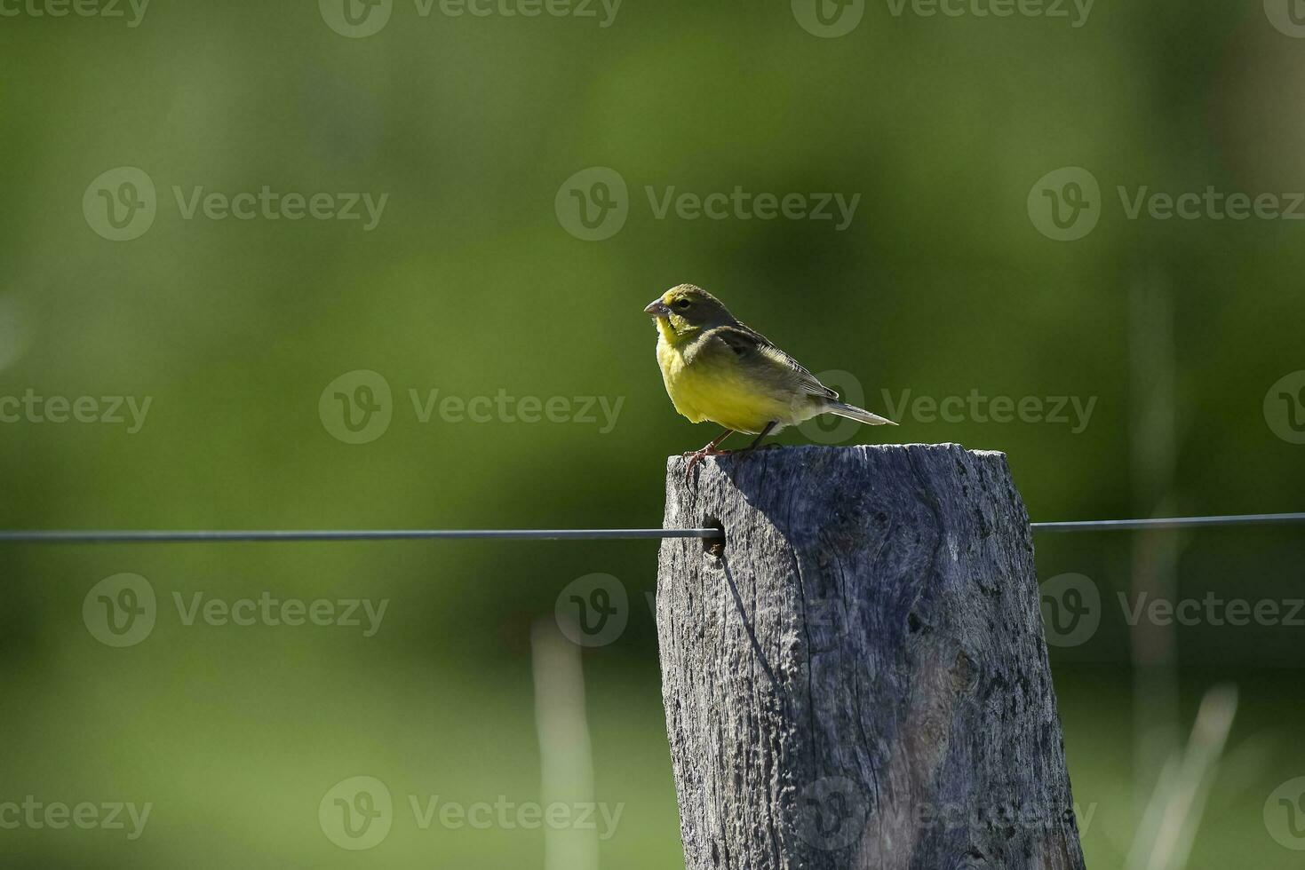 zafferano fringuello ,sicalis flaveola, la pampa, argentina. foto