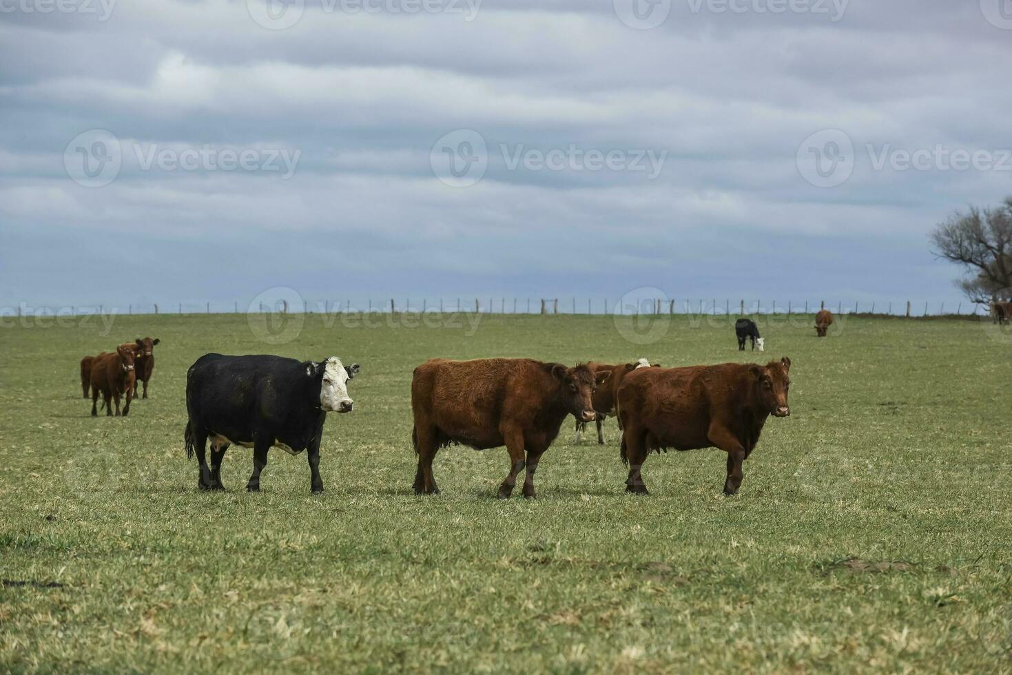 bestiame nel pampa campagna, la pampa, argentina. foto