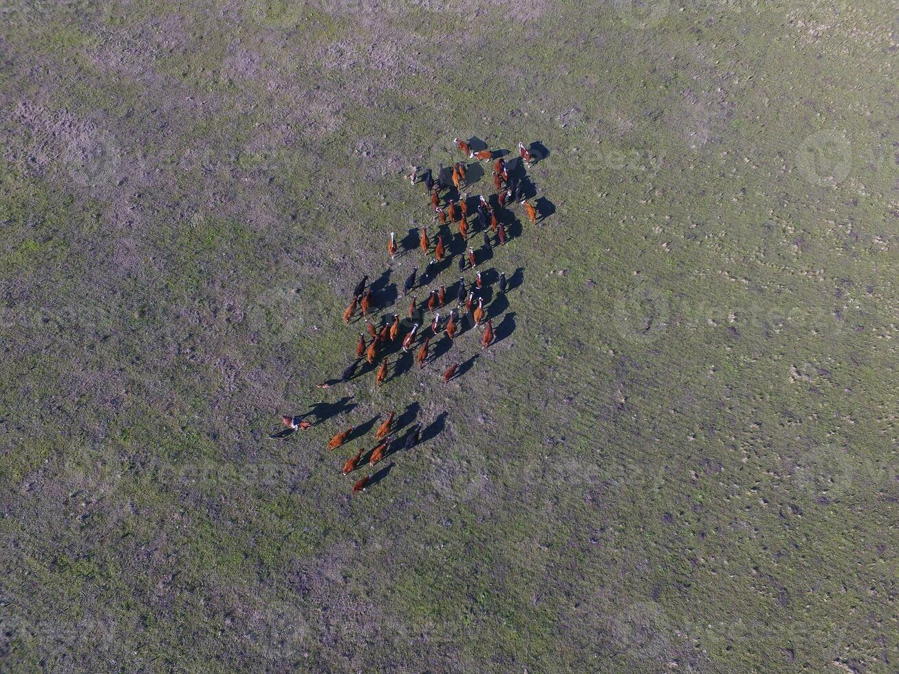 grande scala carne produzione nel argentina, aereo Visualizza di un' lotto di mucche foto