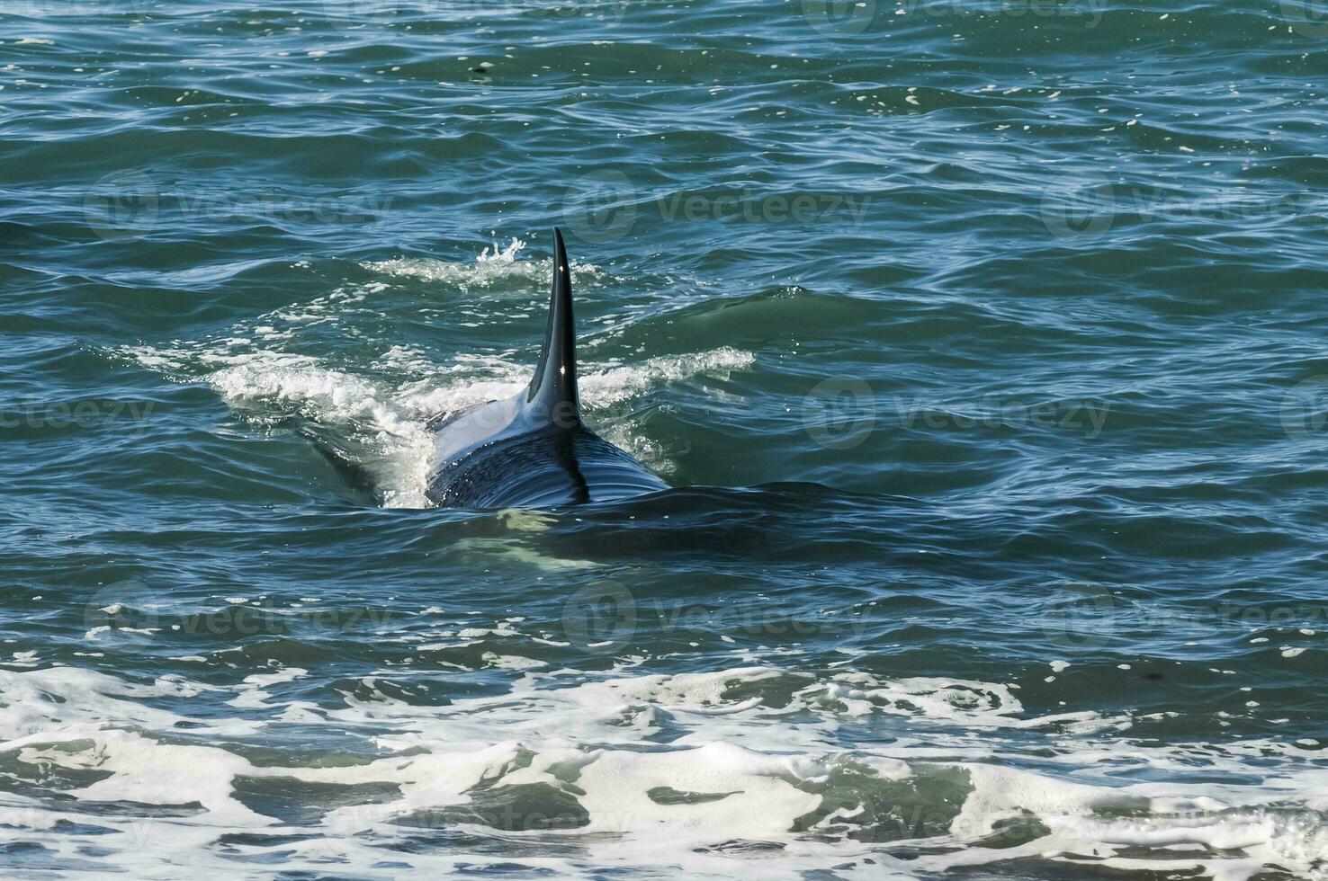 orca respirazione su il superficie, patagonia argentina. foto