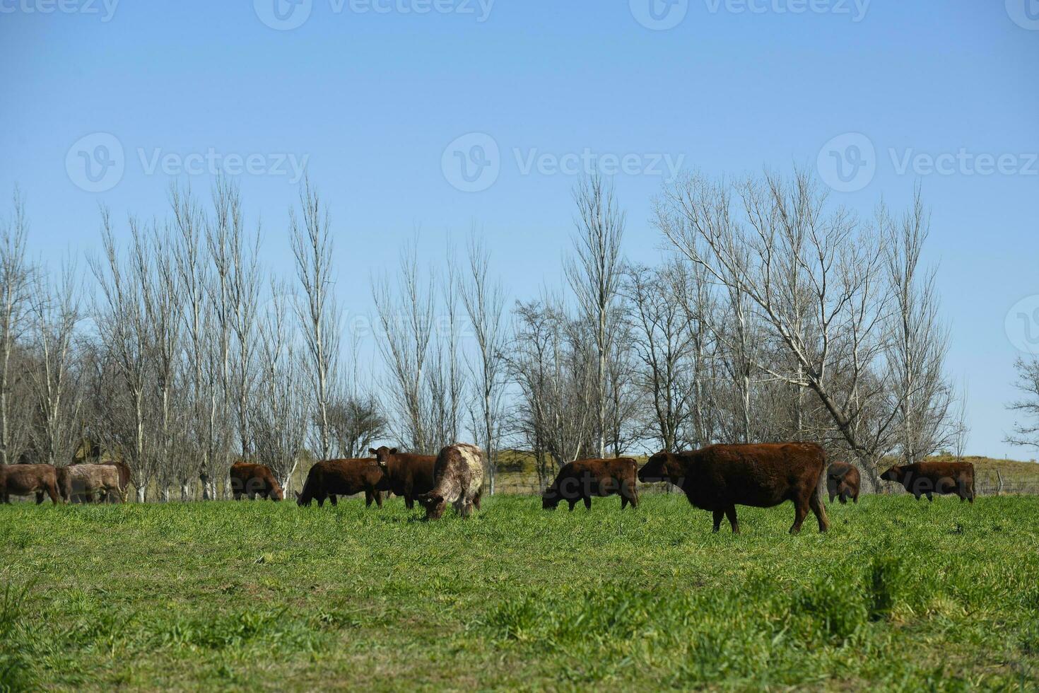 bestiame raccolta nel pampa campagna, la pampa Provincia, argentina. foto