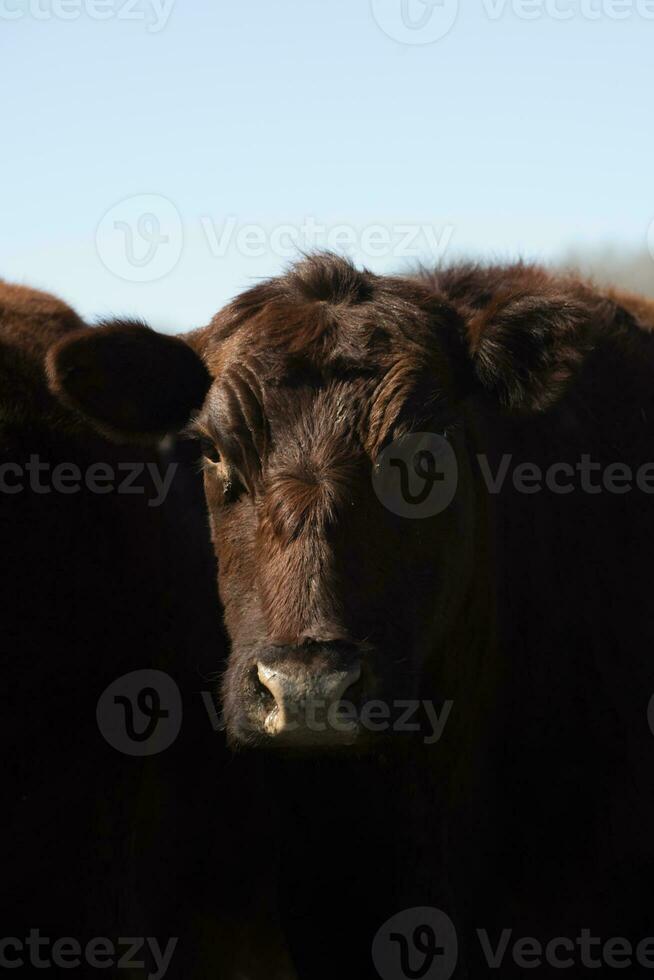 mucca pascolo nel pampa campagna, la pampa, argentina. foto