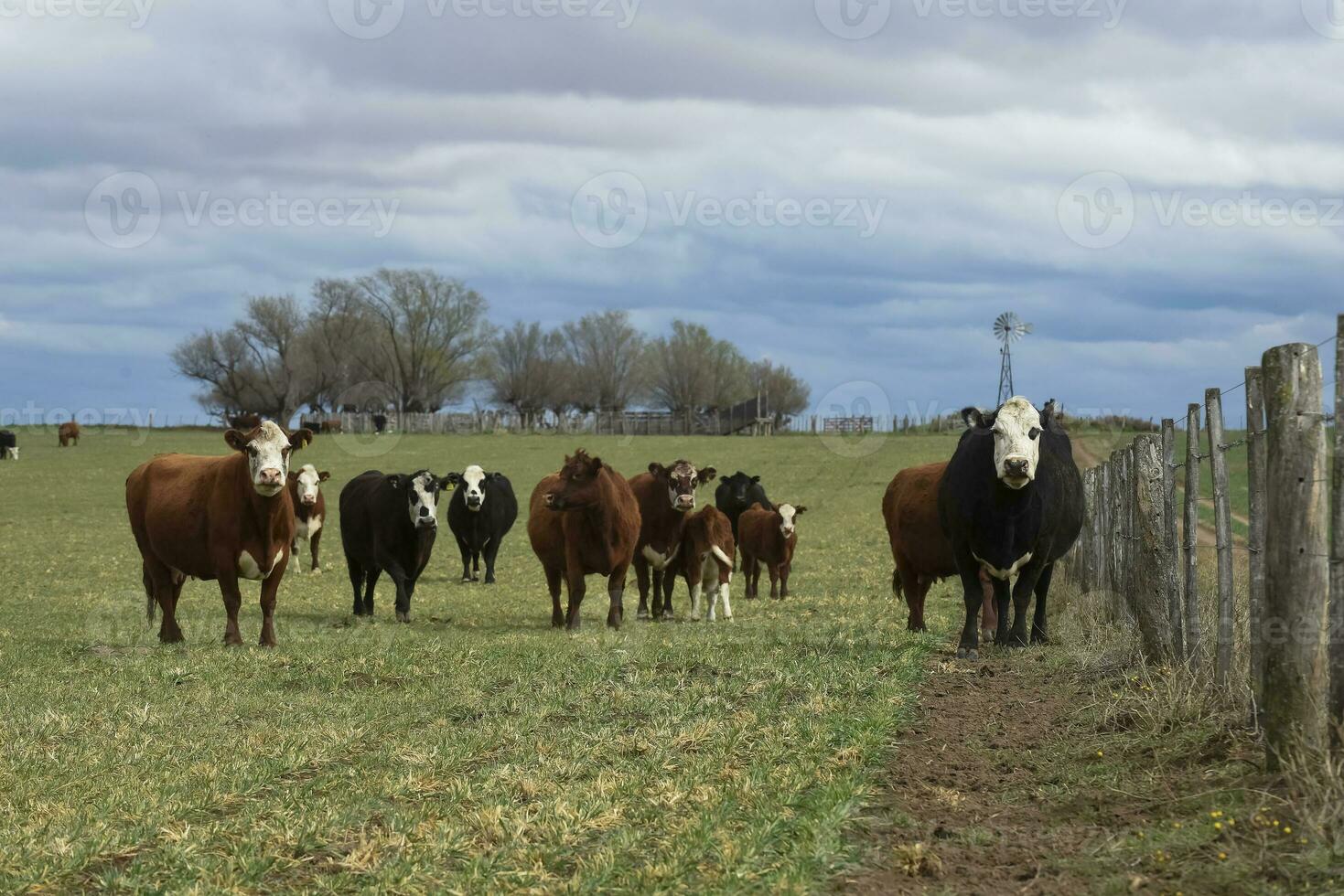 bestiame nel pampa campagna, la pampa, argentina. foto