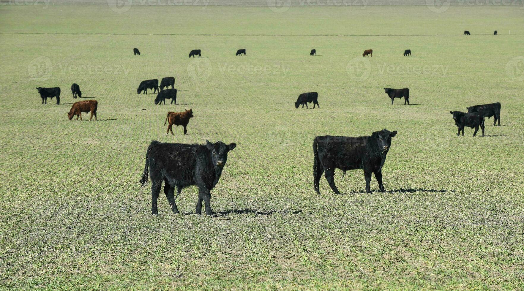 esportare manzi nel pampa campagna, patagonia, argentina. foto