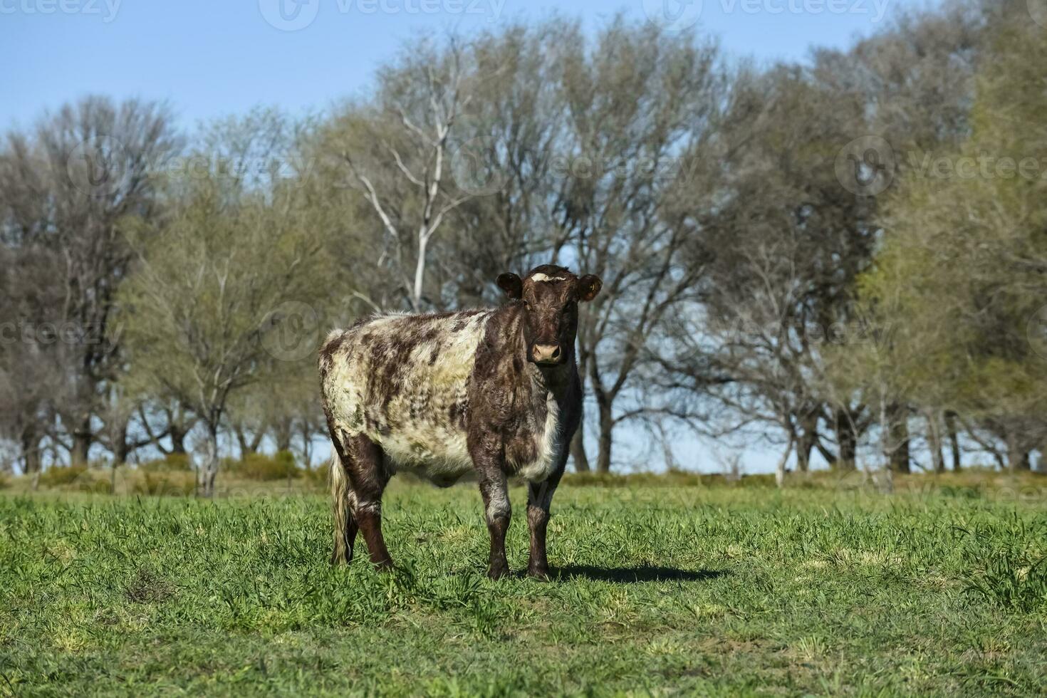 bestiame pascolo nel pampa campagna, la pampa, argentina. foto