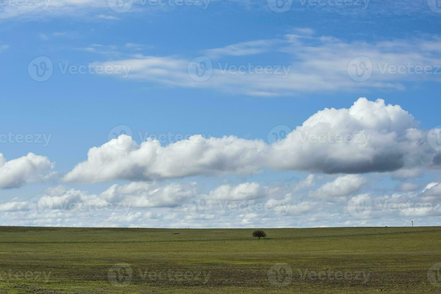 campo paesaggio con giallo fiori, la pampa, argentina foto