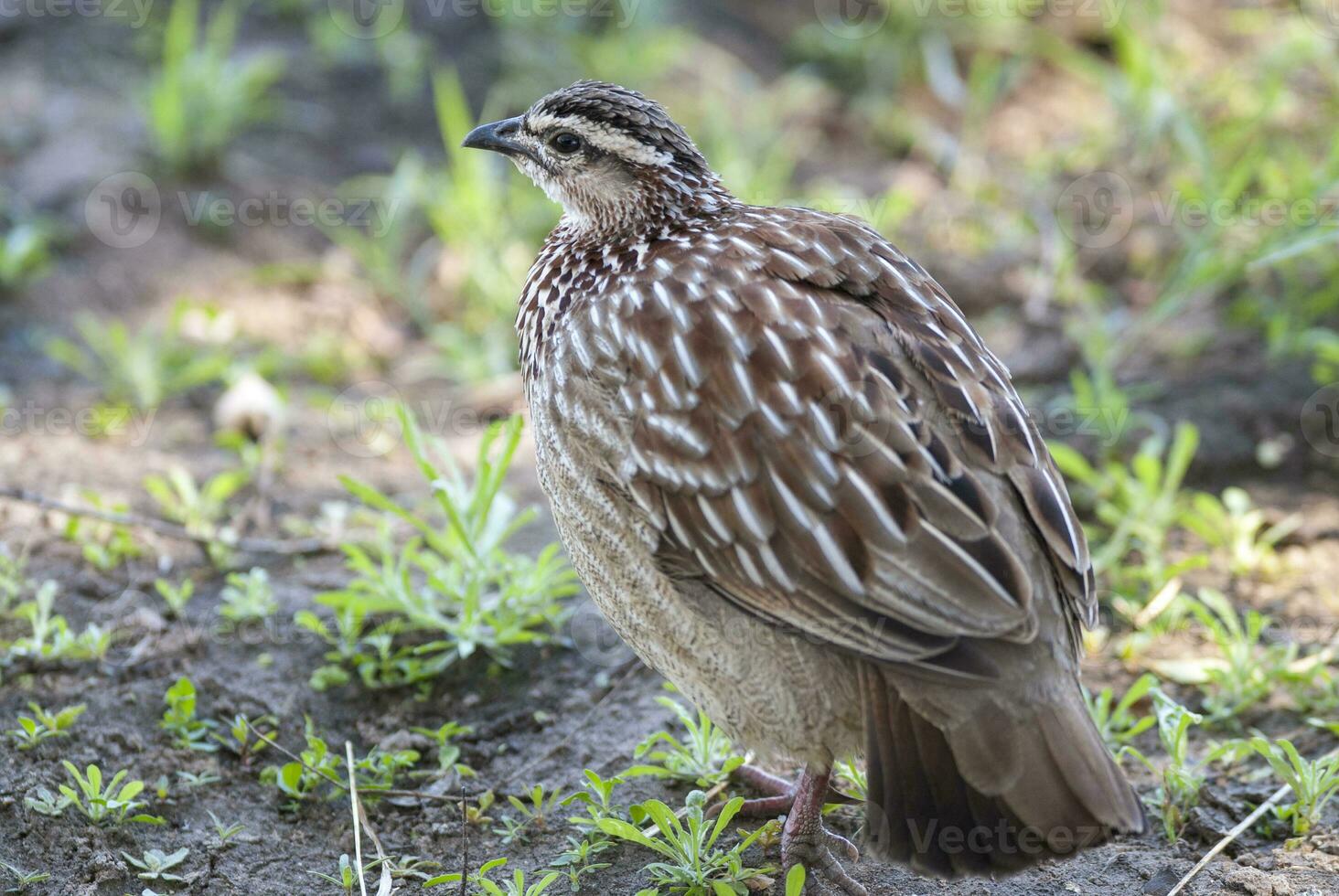 Comune quaglia, coturnice coturnice, Kruger nazionale parco, Sud Africa foto