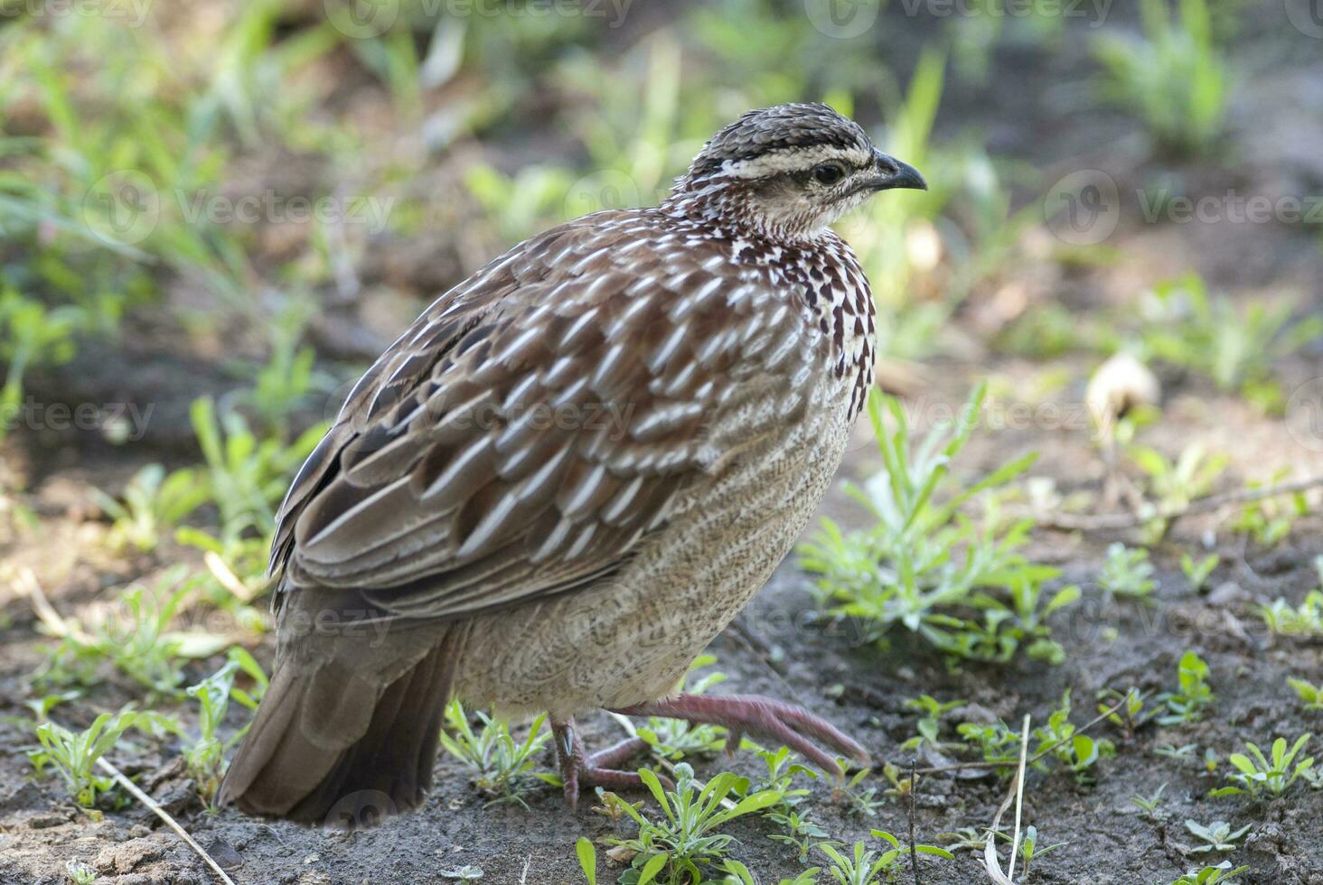 Comune quaglia, coturnice coturnice, Kruger nazionale parco, Sud Africa foto