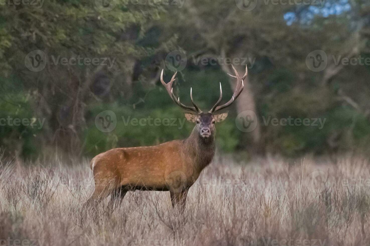 rosso cervo nel calden foresta ambiente, pampa, argentina foto