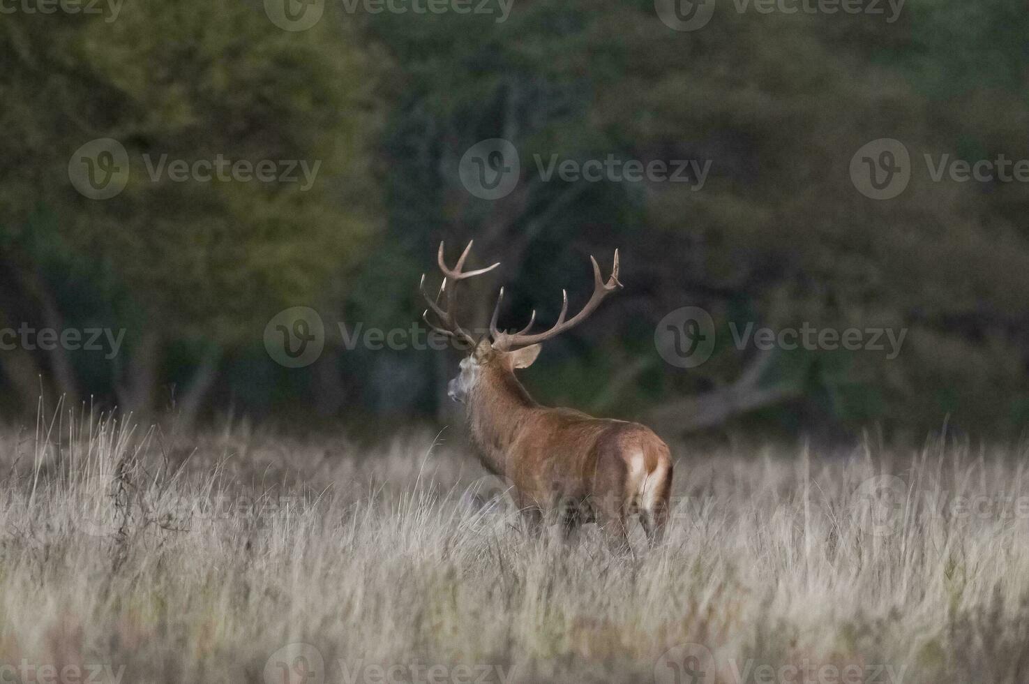 rosso cervo nel calden foresta ambiente, pampa, argentina foto