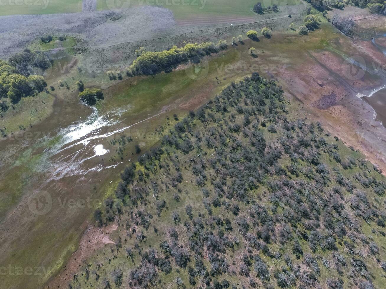 pampa foresta, la pampa, patagonia, argentina foto