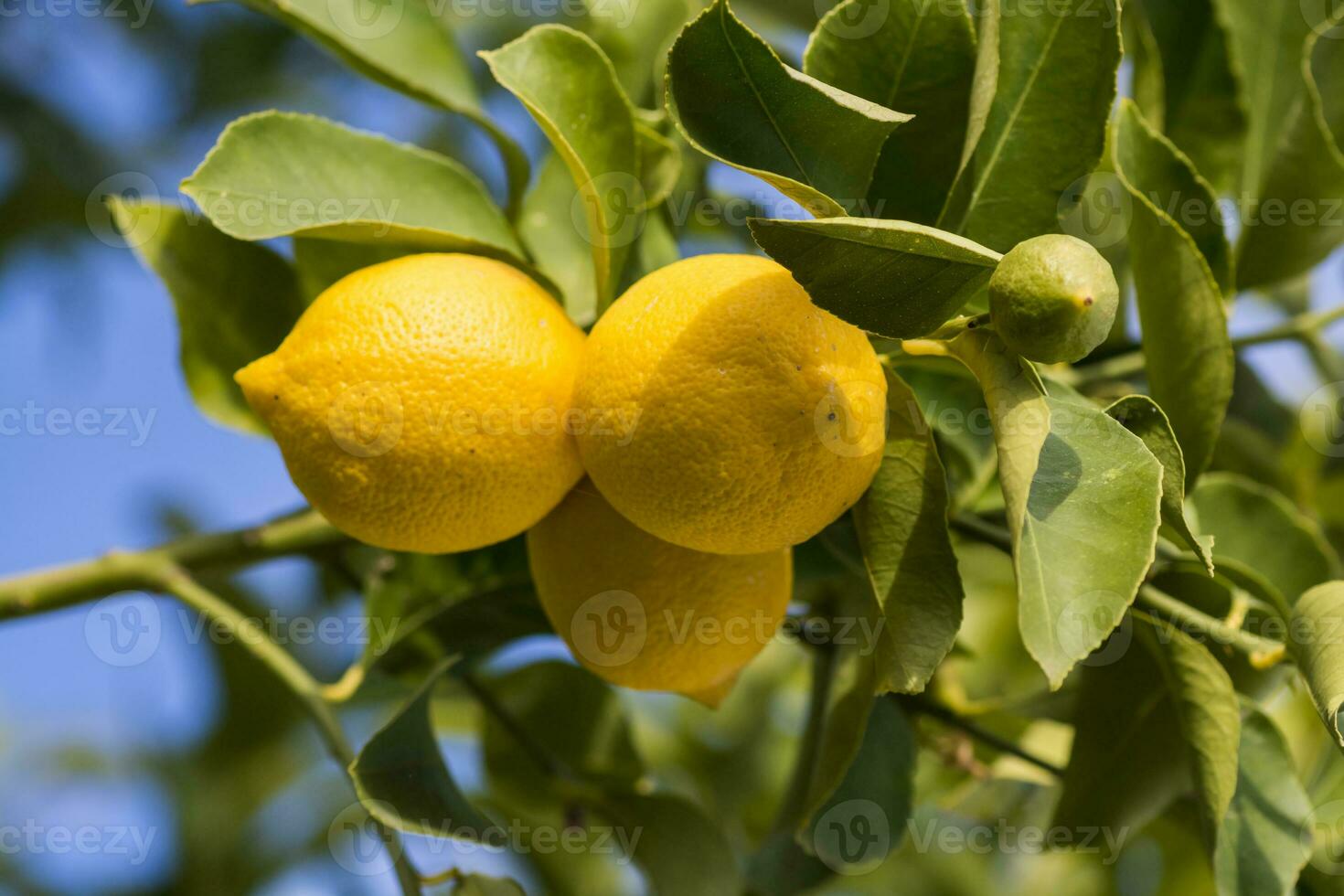 limoni a partire dal frutteto nel il Limone albero, patagonia foto