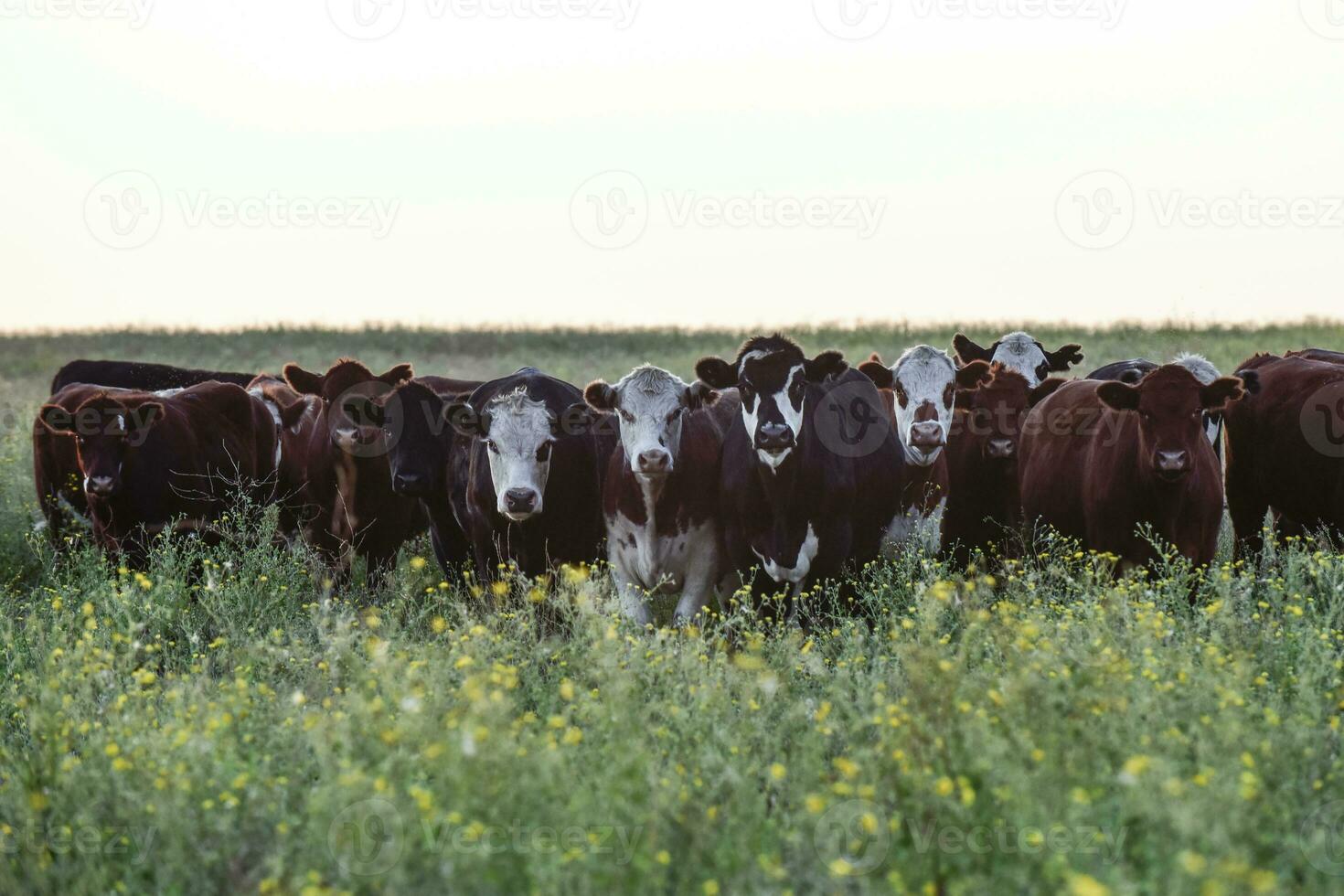 manzi e giovenche sollevato con naturale erba, argentino carne produzione foto