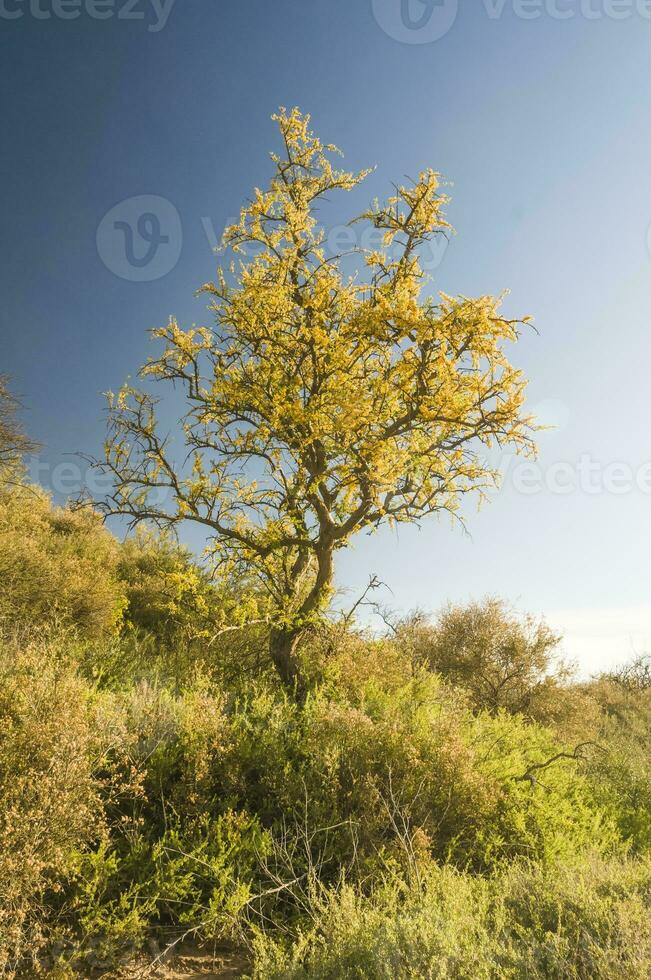 calden foresta, fiorito nel primavera, la Pampa, Argentina foto