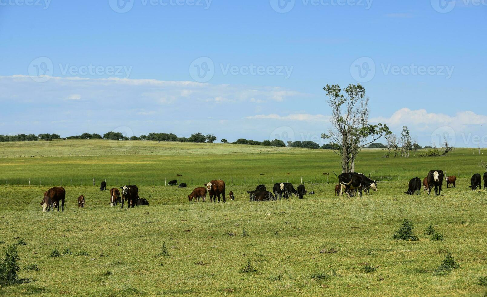 bestiame nel argentino campagna, la pampa Provincia, argentina. foto