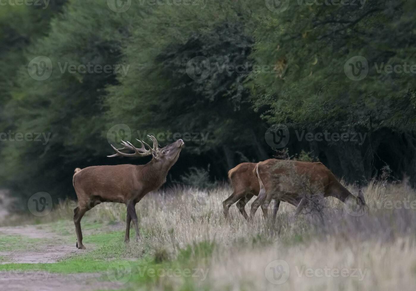 maschio rosso cervo ruggente nel calden foresta, la pampa, argentina. foto