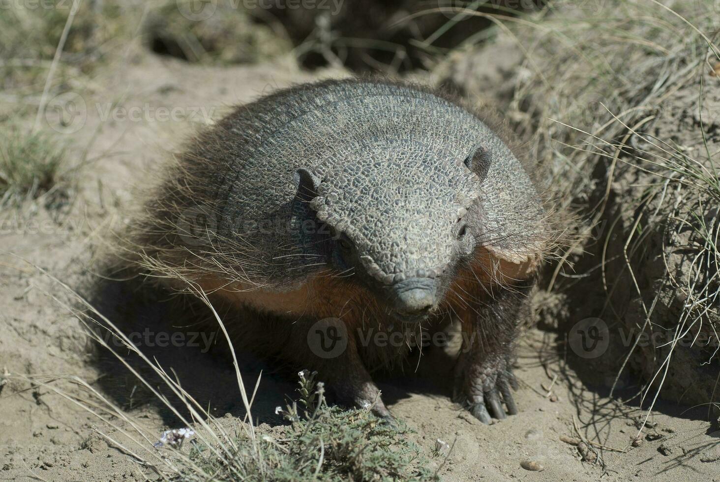 peloso armadillo, nel deserto ambiente, penisola Valdes, patagonia, argentina foto