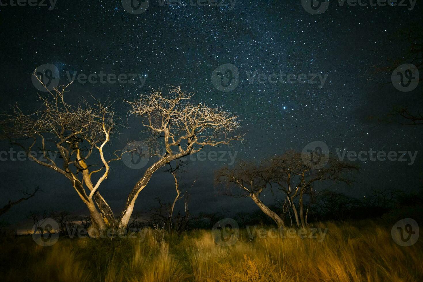 ardente alberi fotografato a notte con un' stellato cielo, la pampa Provincia, patagonia , argentina. foto