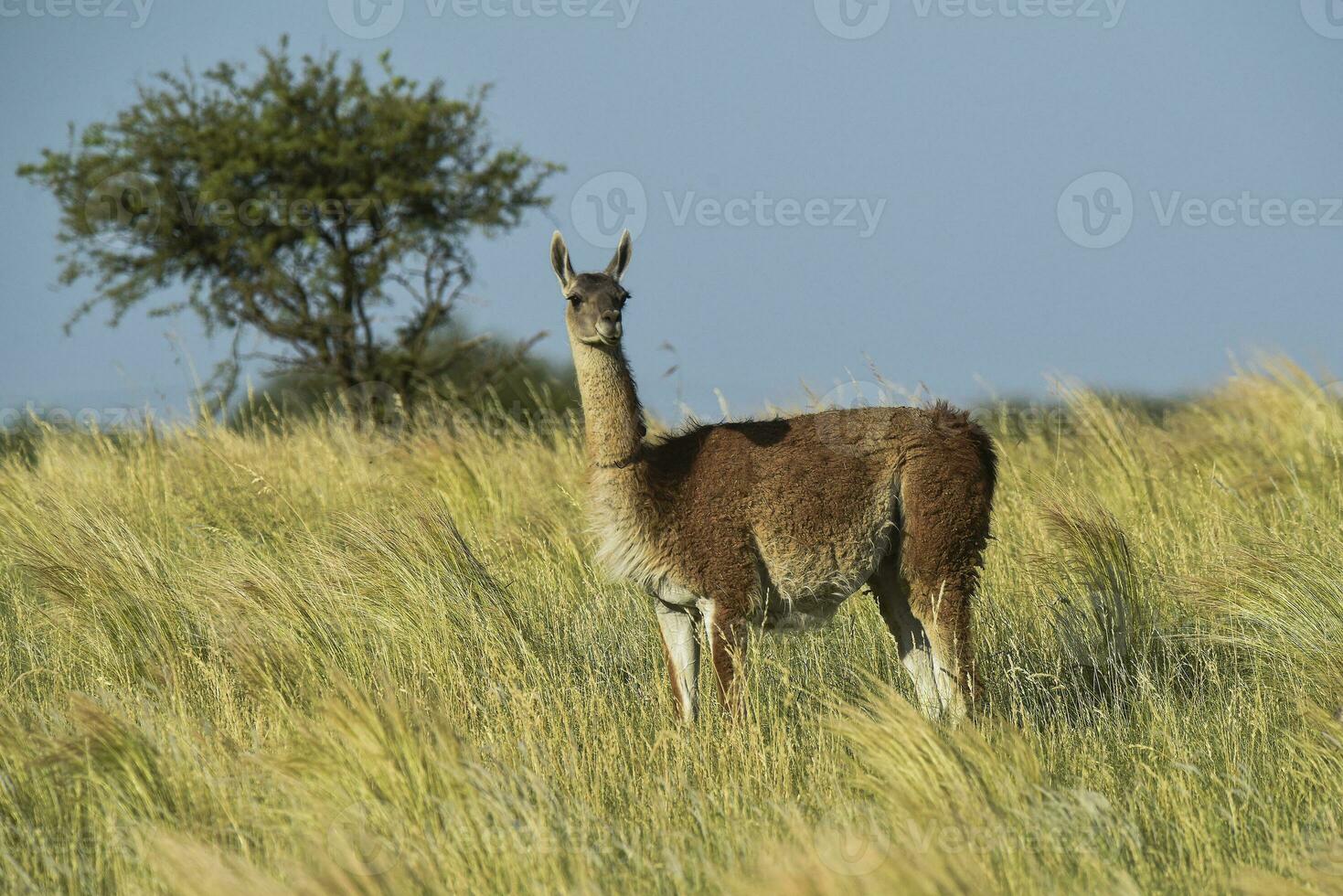 guanaco, lama guanico, luro parco, la pampa Provincia, la pampa, argentina. foto