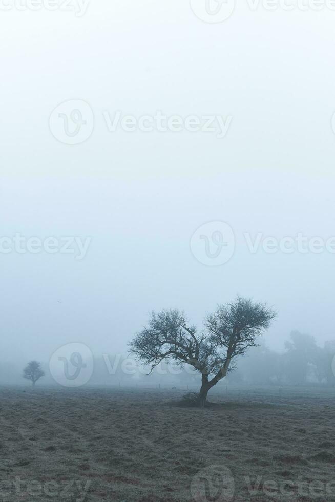 solitario albero nel di spessore nebbia a alba, nel pampa paesaggio, la pampa Provincia, patagonia, argentina. foto