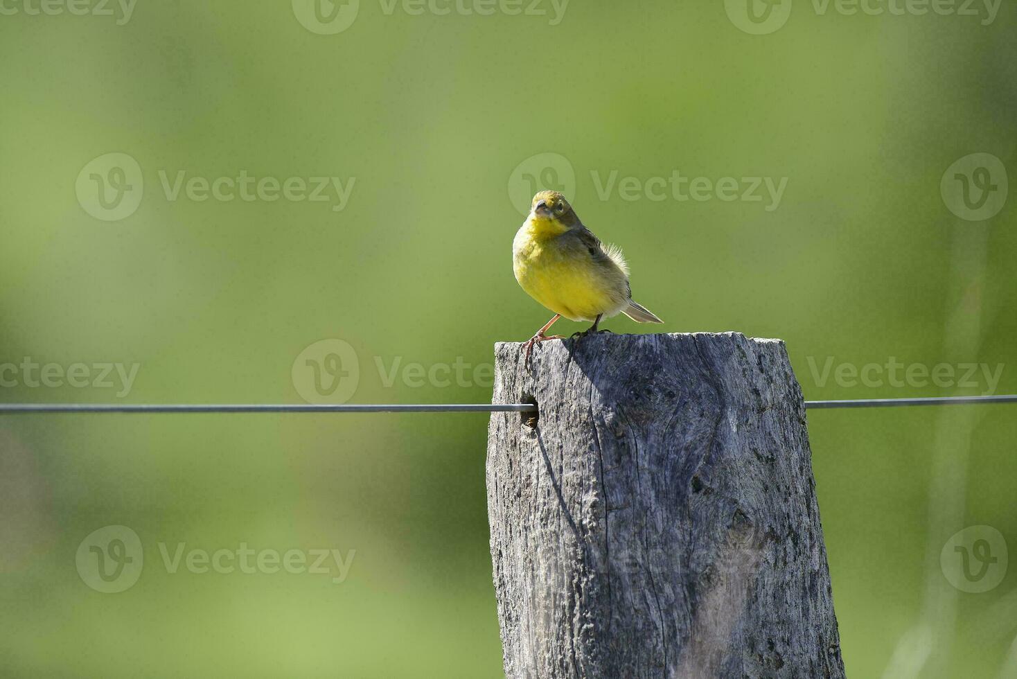 zafferano fringuello ,sicalis flaveola, la pampa, argentina. foto