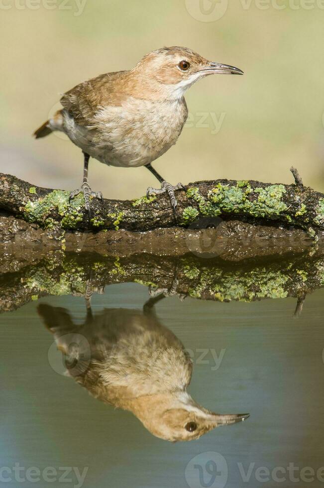 ruvido Hornero , argentino nazionale uccello, ibera paludi, corrientes Provincia argentina. foto