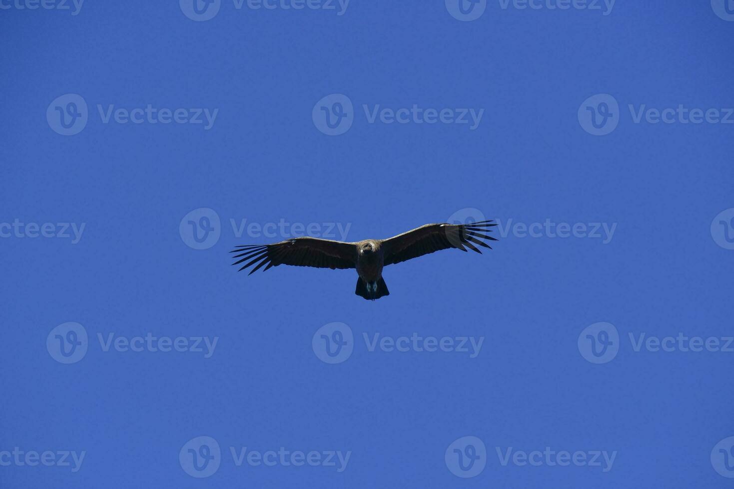 andino condor ,torre del paine nazionale parco, patagonia, chile. foto