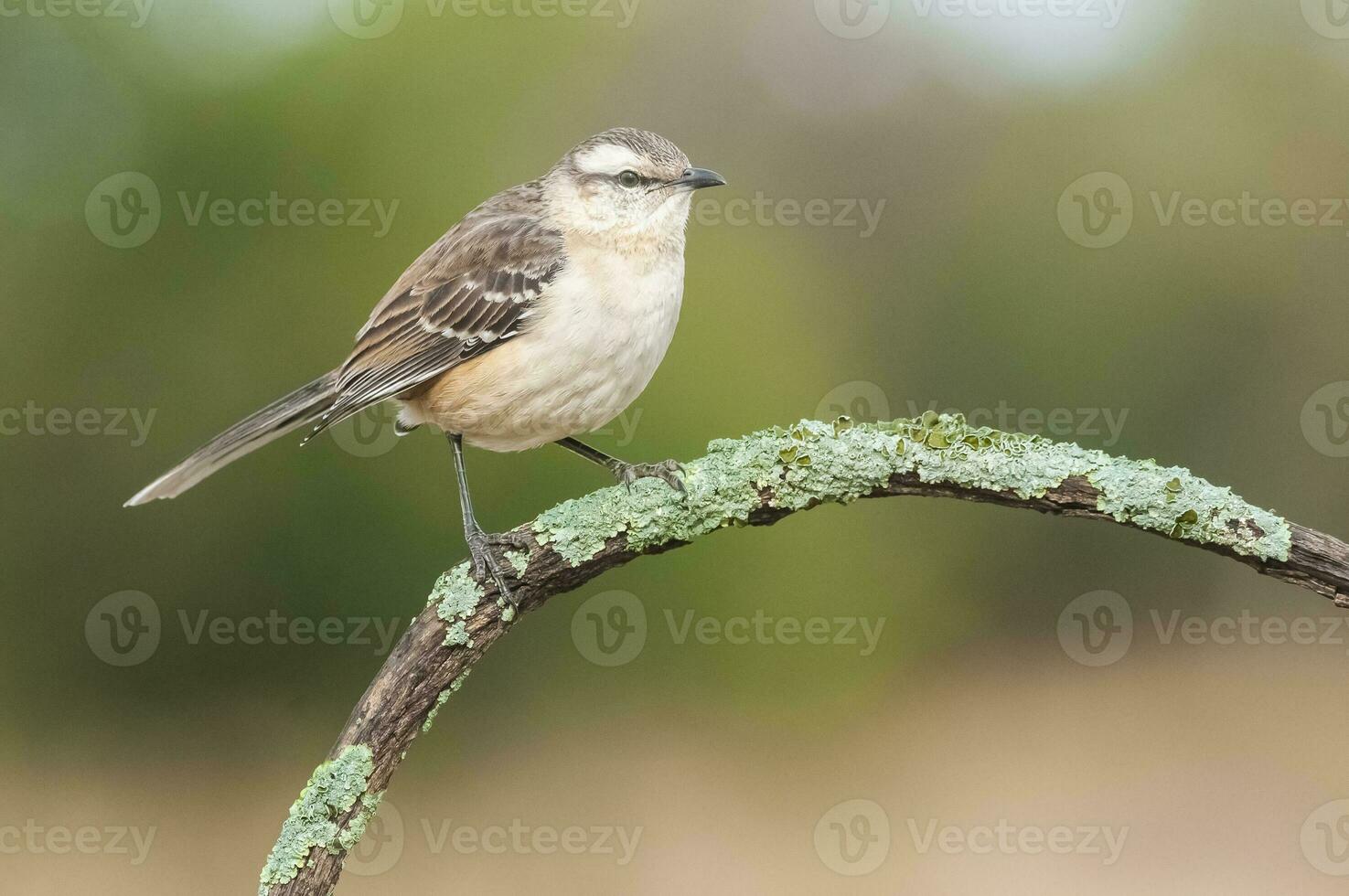 bianca banded mokingbird nel calden foresta ambiente, patagonia foresta, argentina. foto