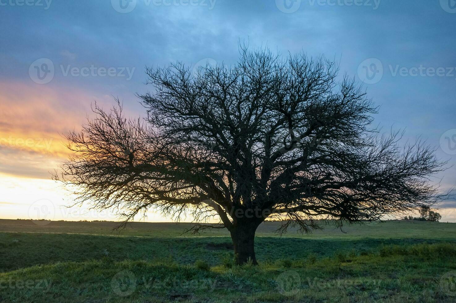 pampa erba paesaggio, la pampa Provincia, patagonia, argentina. foto